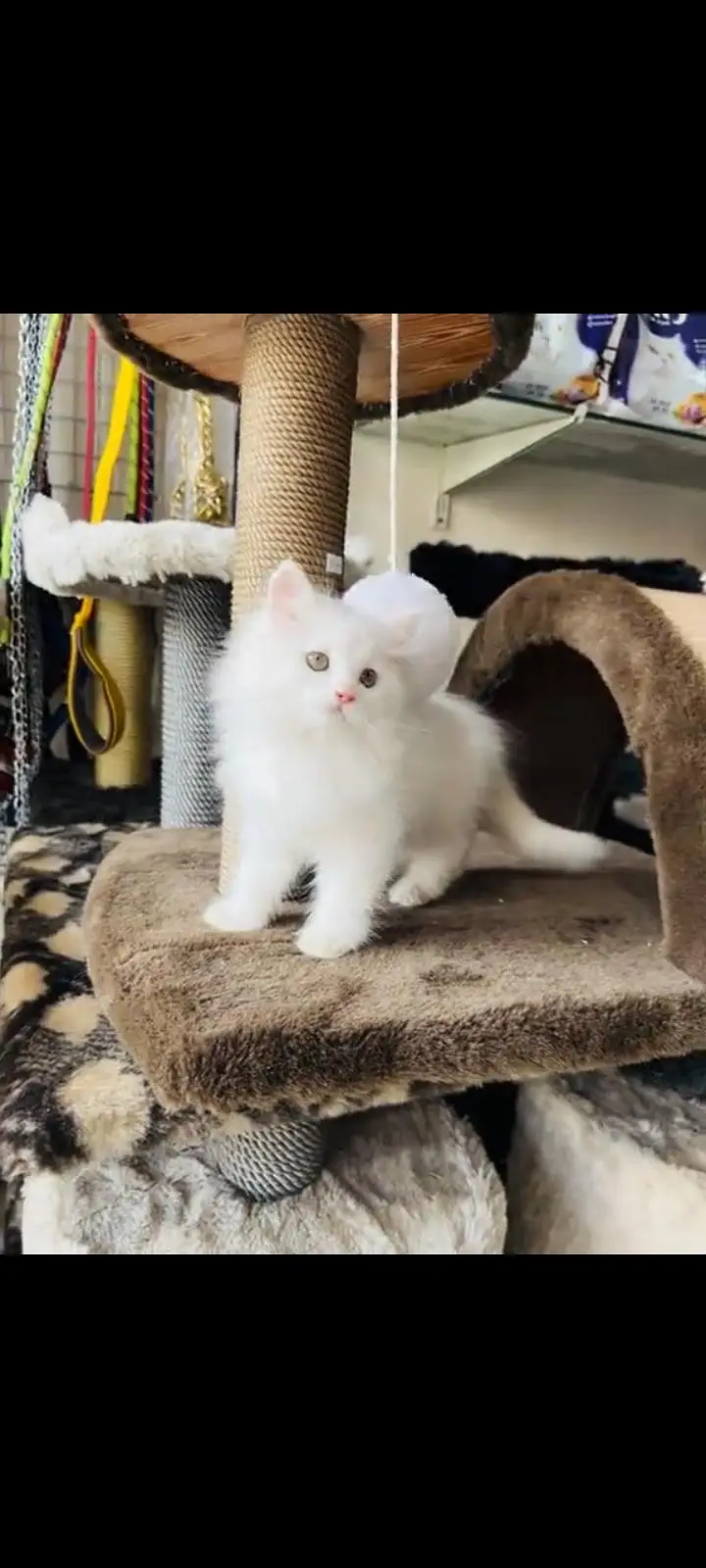persian cat for sale — photo 4
