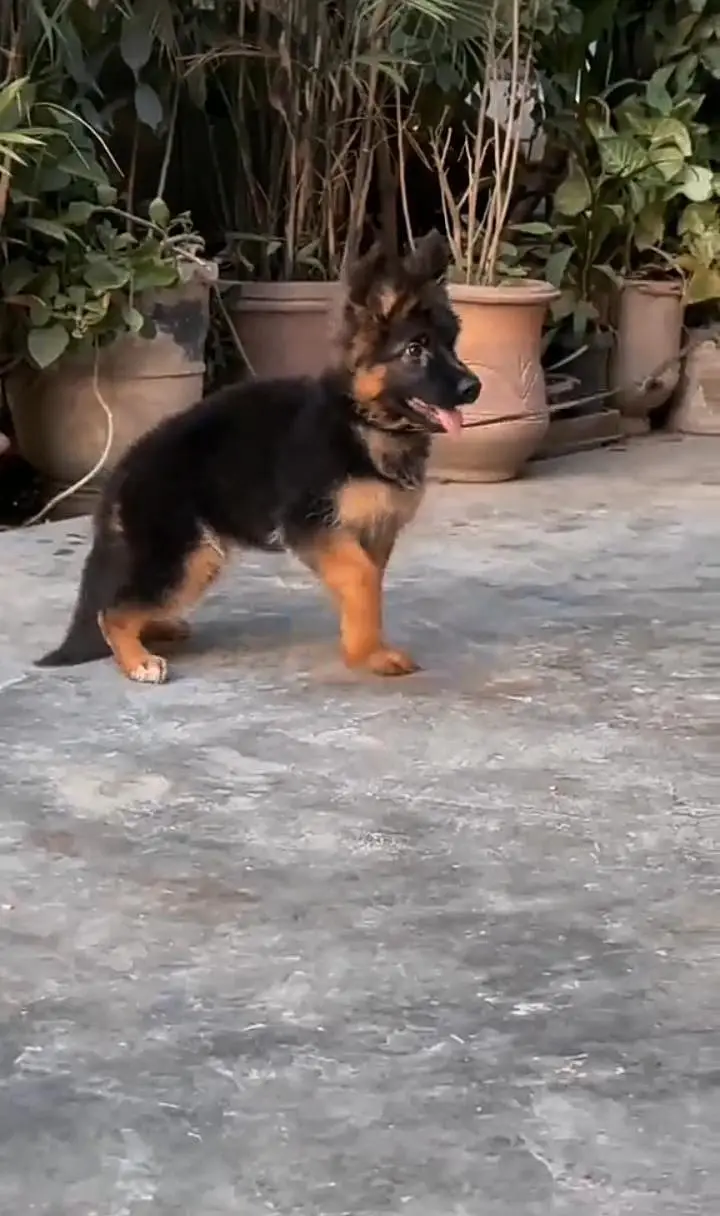 German Shepherd puppies long cot for sale my WhatsApp. 03317047936 — photo 2