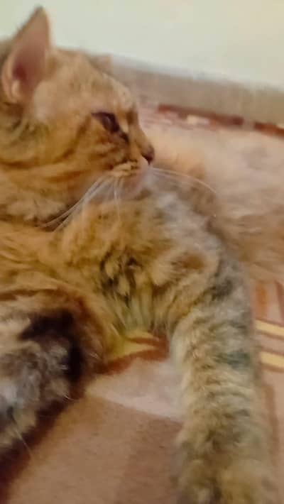 Brown color and black color mix and Persian cat  Persian cat