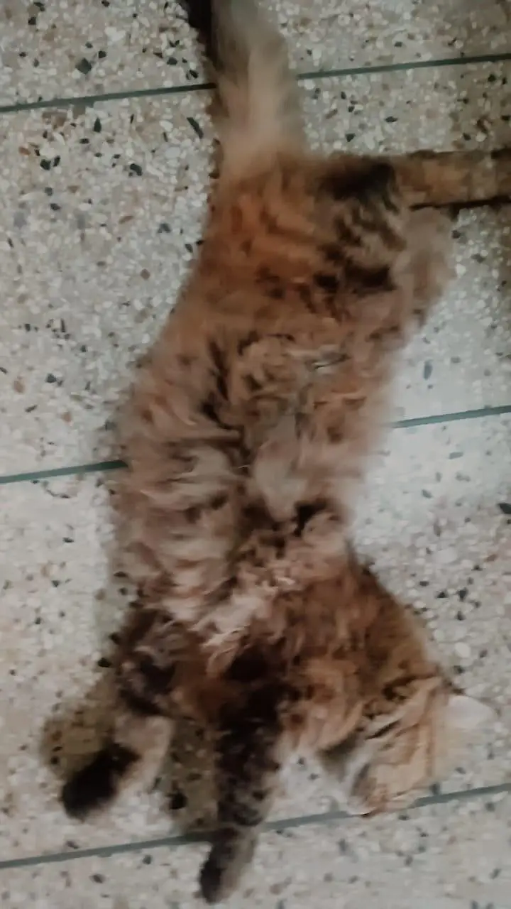 Brown color and black color mix and Persian cat  Persian cat — photo 2