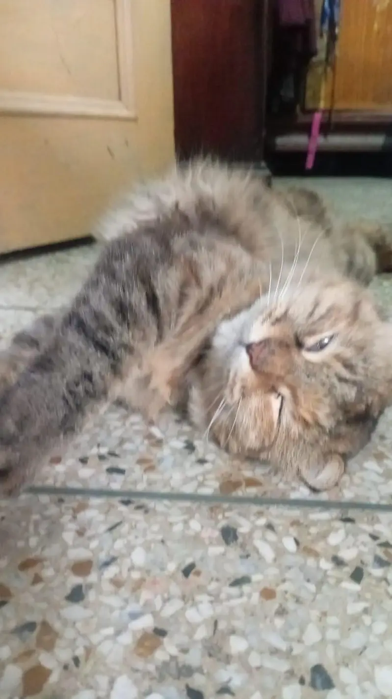 Brown color and black color mix and Persian cat  Persian cat — photo 4