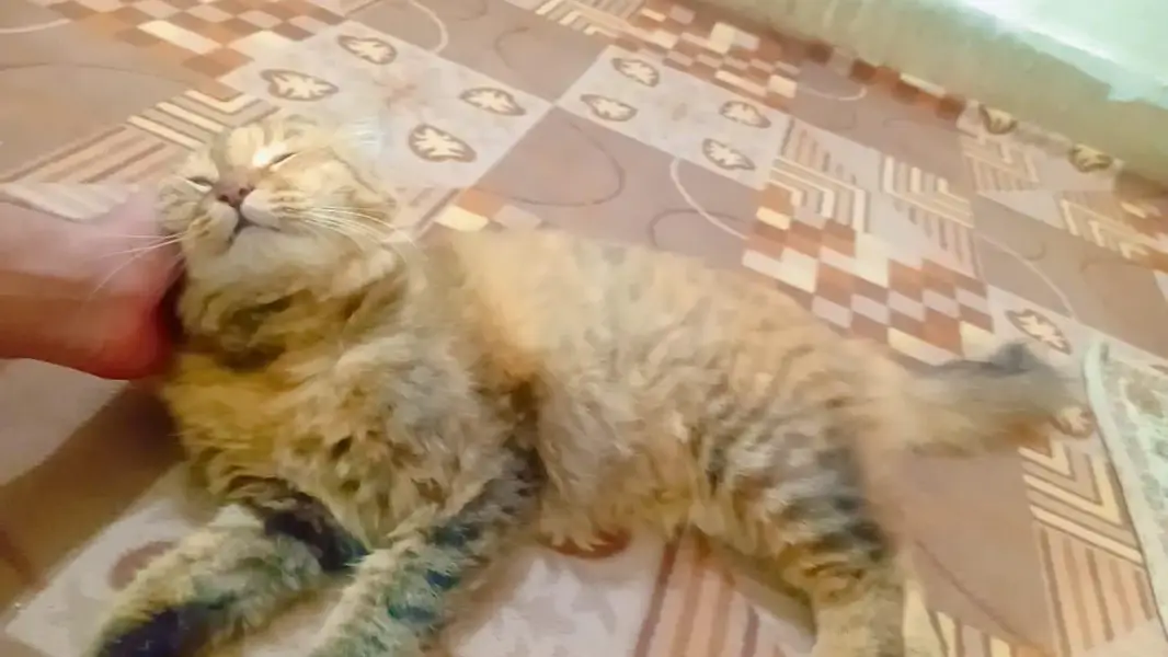 Brown color and black color mix and Persian cat  Persian cat — photo 5