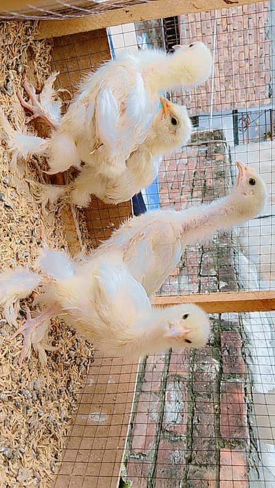White Buff Chicks
