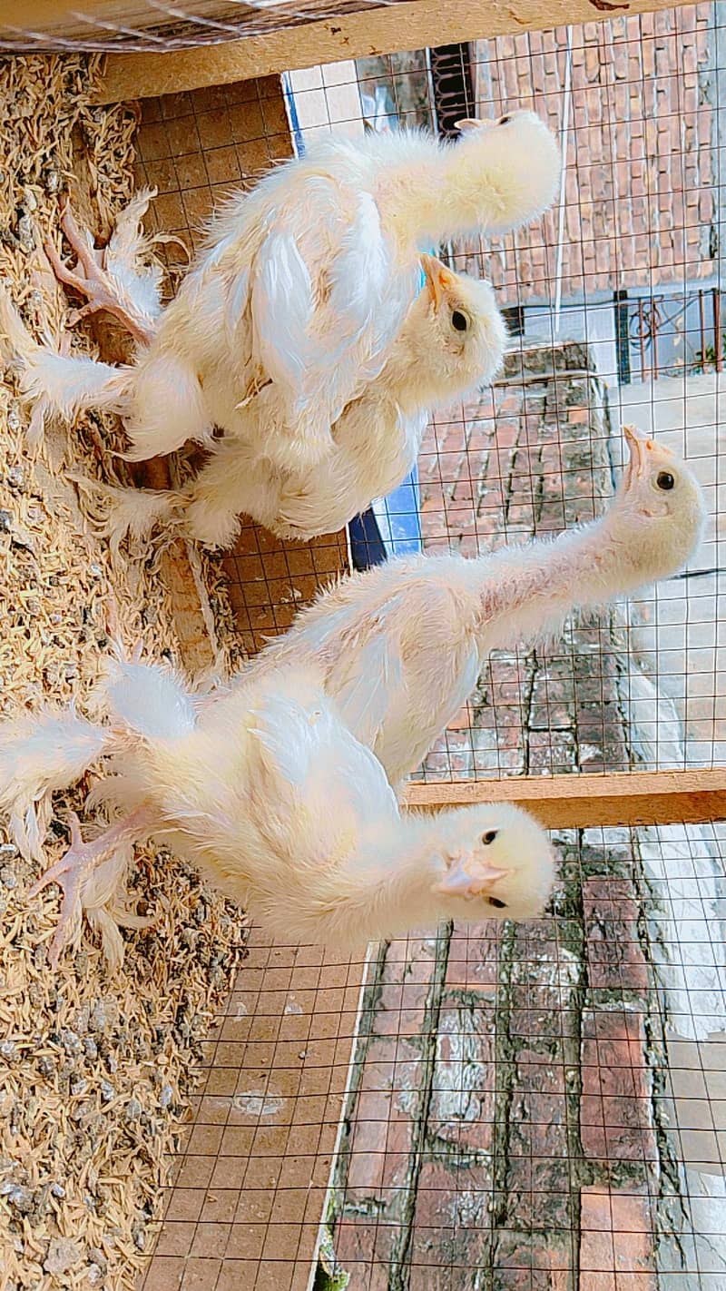 White Buff Chicks 0
