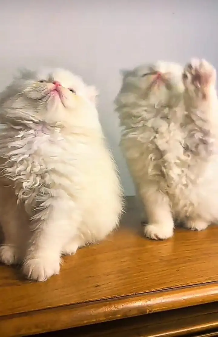 Persian kitten for sale my WhatsApp . 03317047936 — photo 2