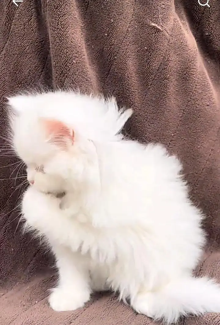 Persian kitten for sale my WhatsApp . 03317047936 — photo 3