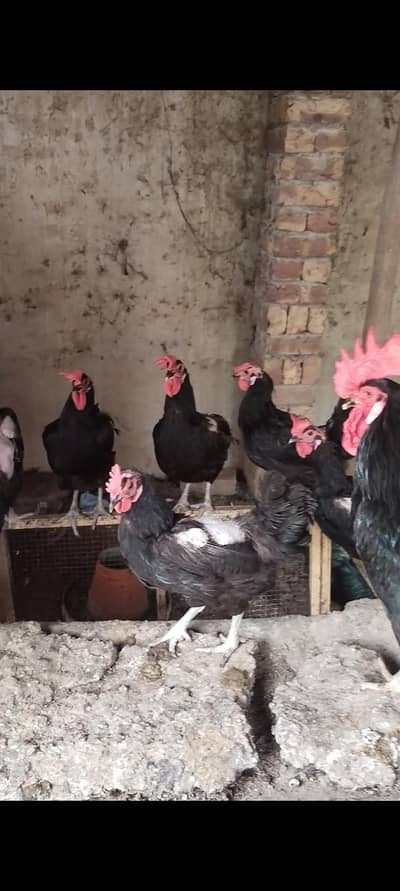 Black Austrolop