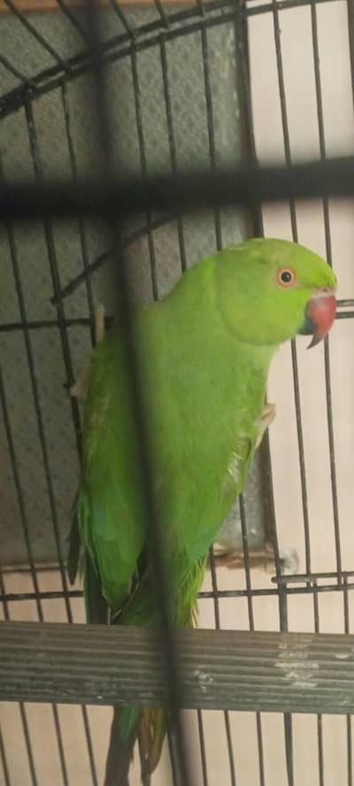 ringneck female