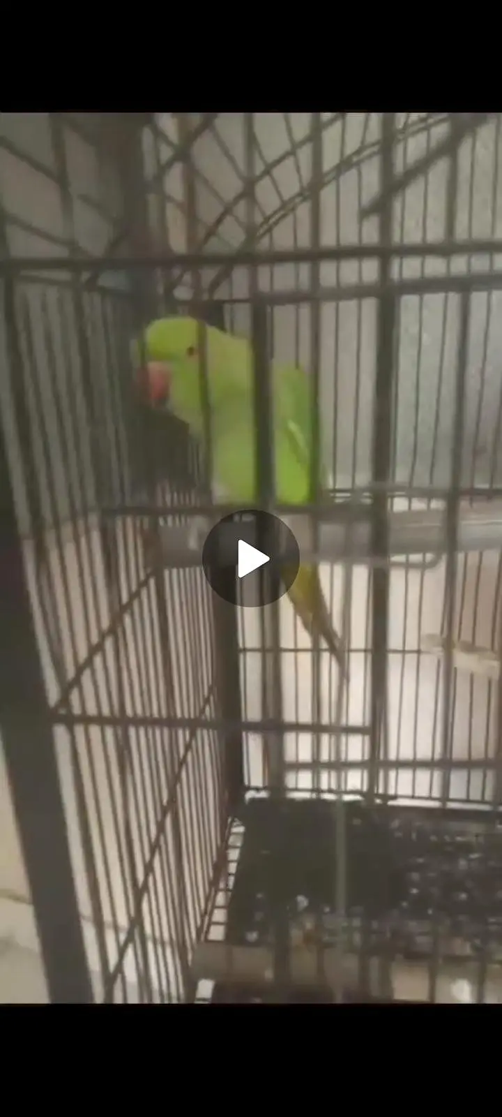 ringneck female — photo 2