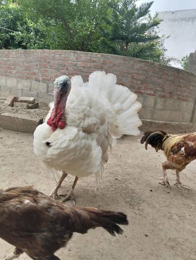 White Turkey Male looking for New Garden