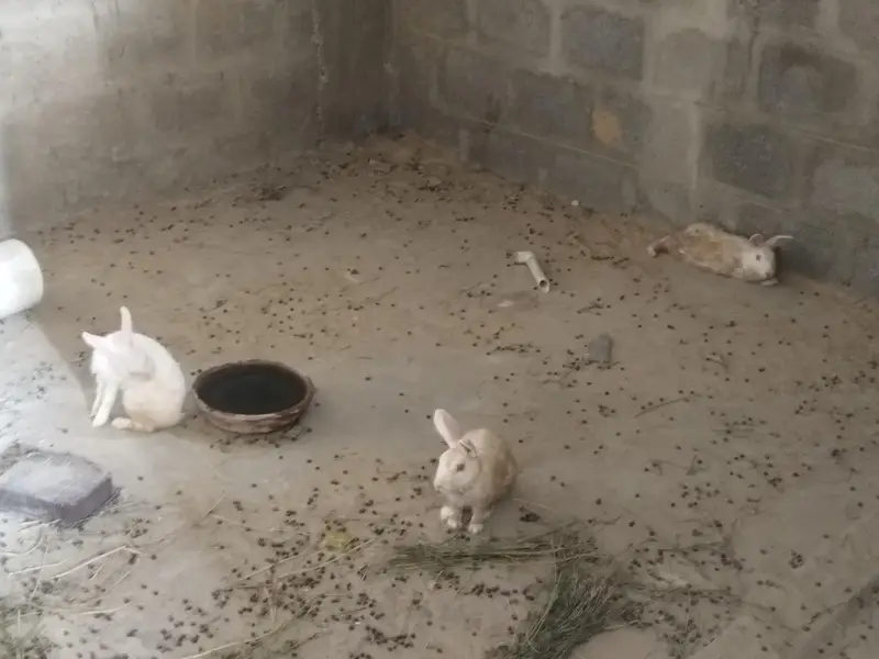 Rabbits for Sale Male and Female
