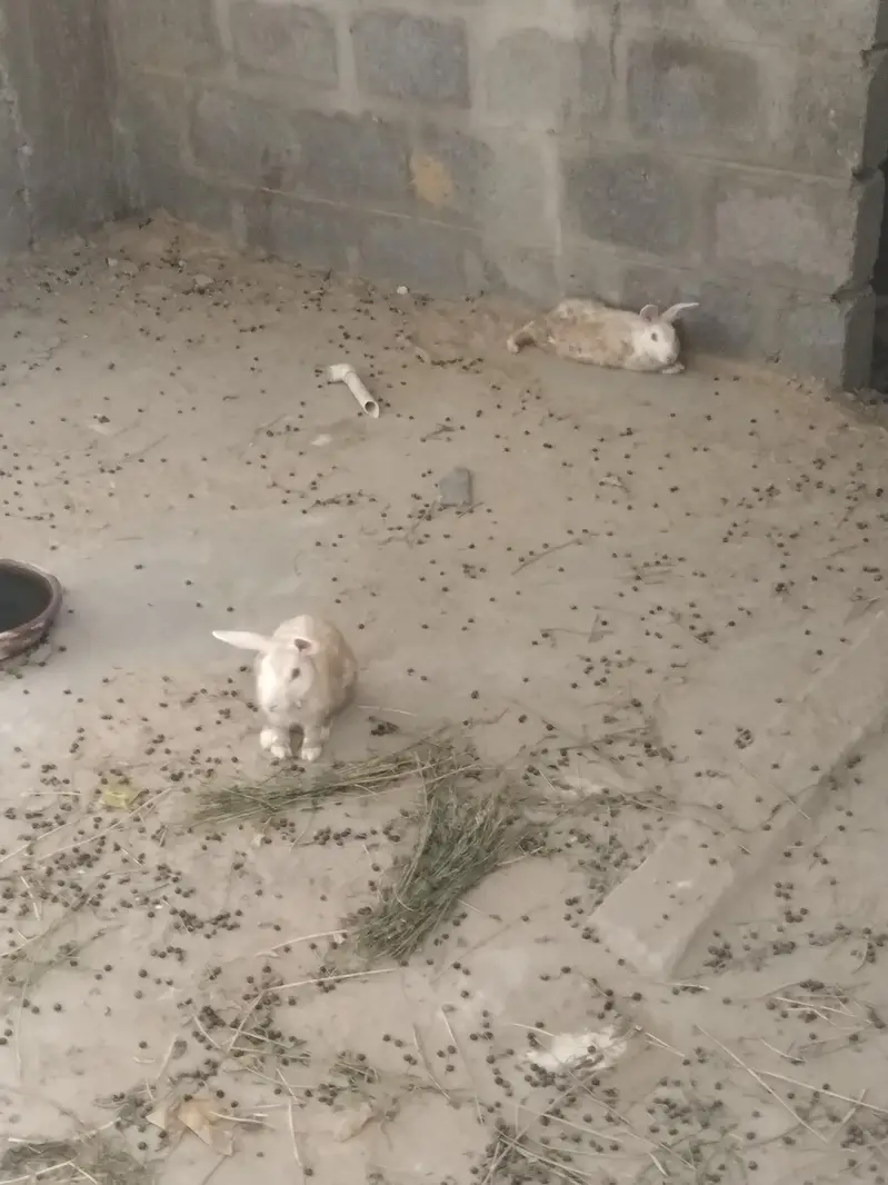 Rabbits for Sale Male and Female — photo 2