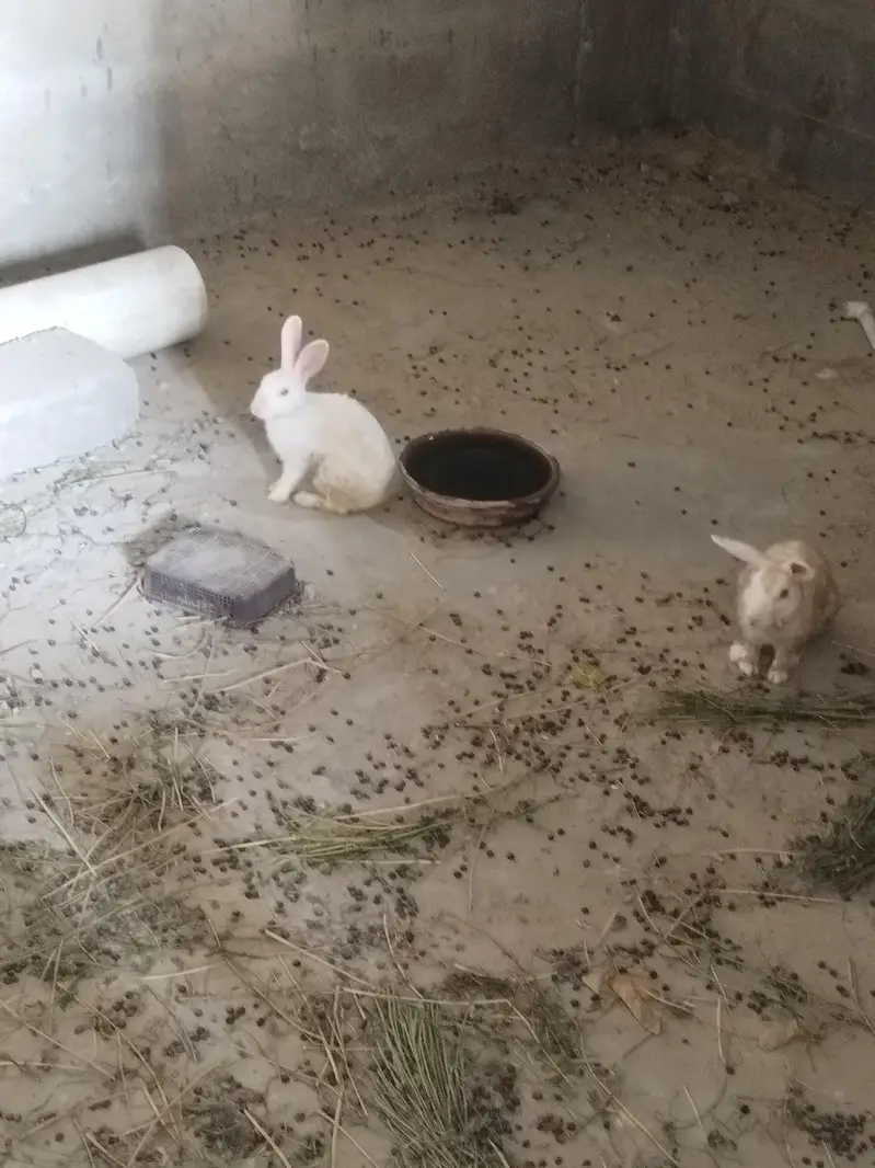 Rabbits for Sale Male and Female — photo 3