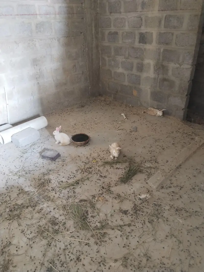 Rabbits for Sale Male and Female — photo 4
