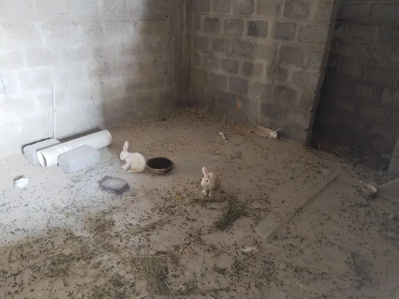 Rabbits for Sale Male and Female — photo 5