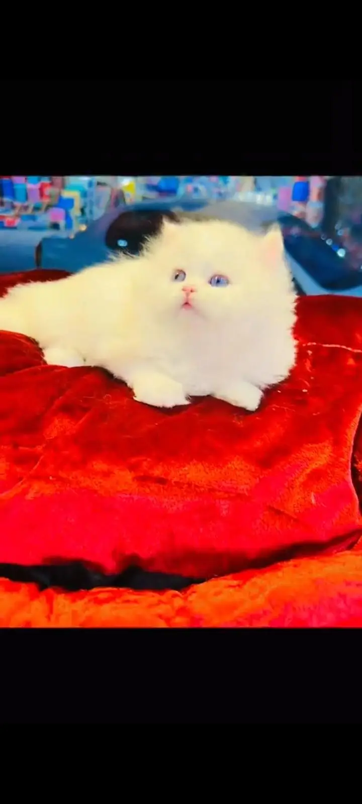 persian cat for sale — photo 2