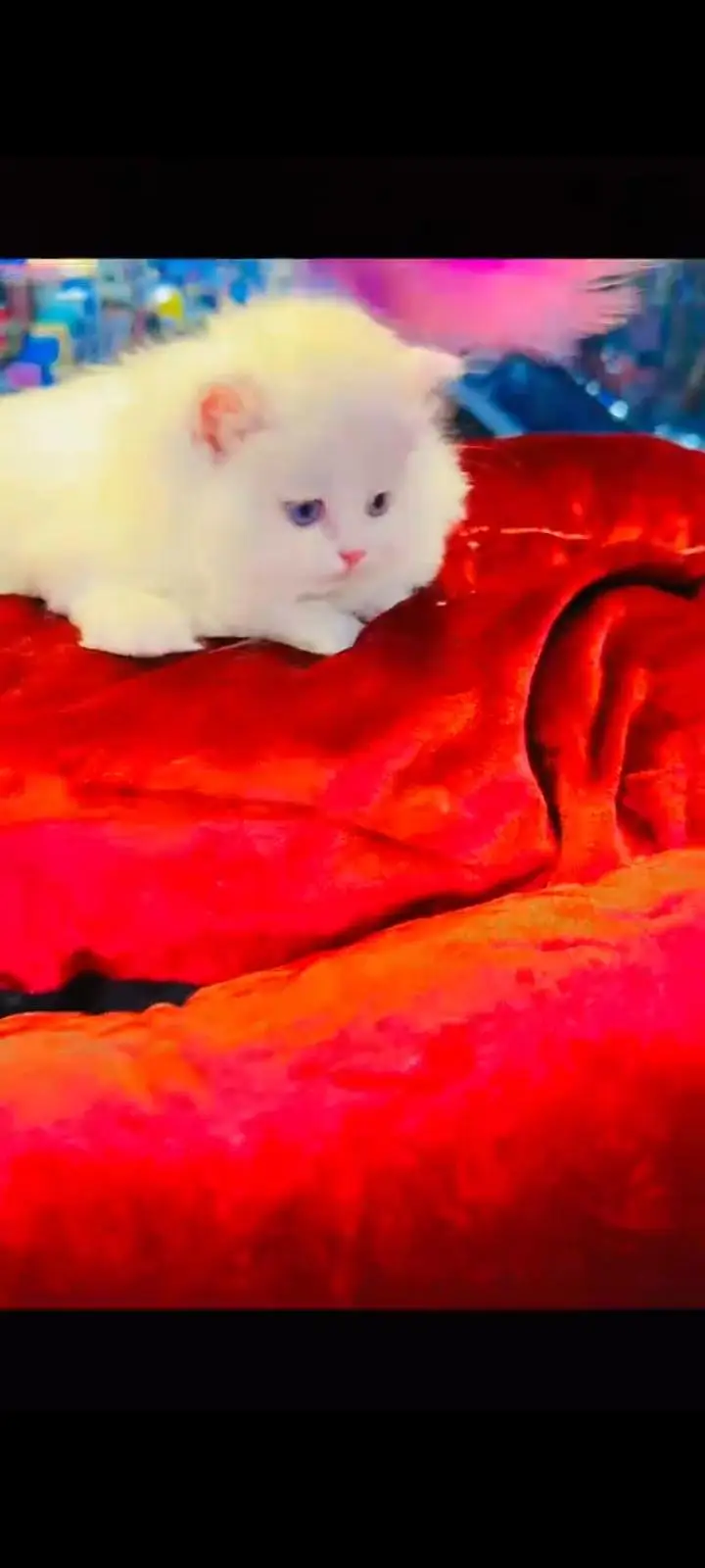 persian cat for sale — photo 3