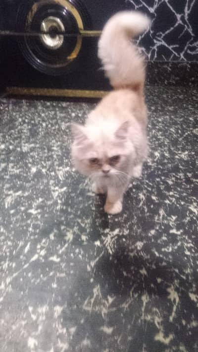 Pure Persian triple coated cat