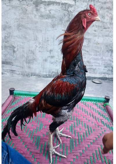 HIGH QUALITY PURE ASEEL LAKHA