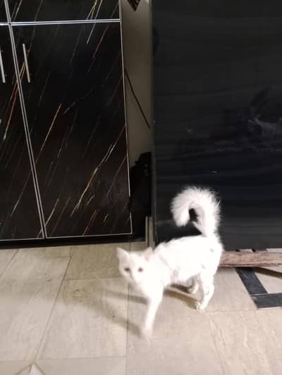 cat health full