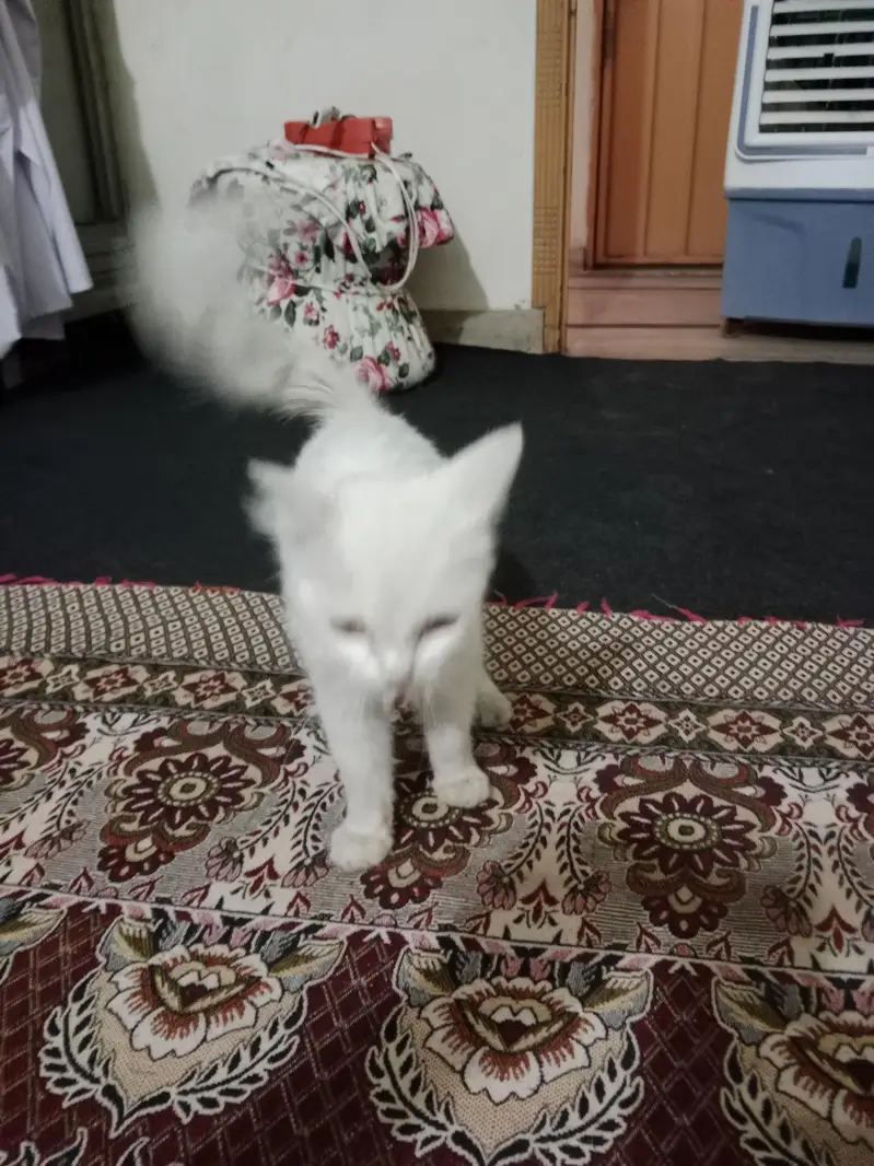 cat health full — photo 2