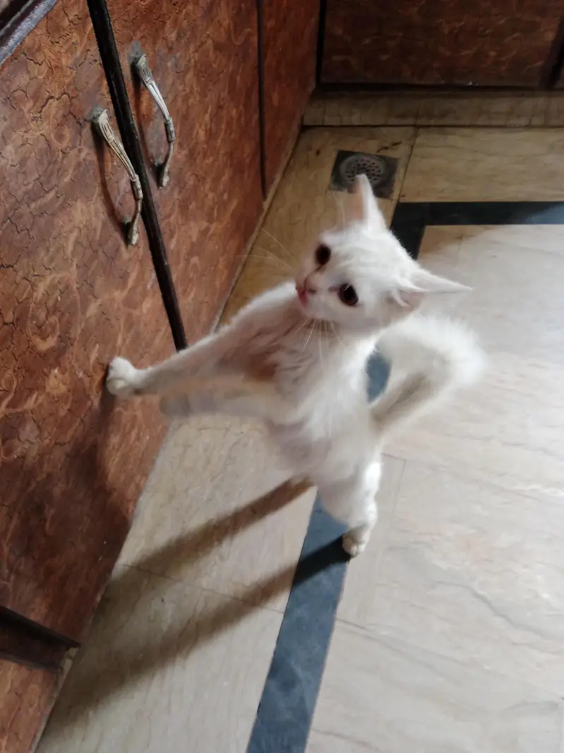cat health full — photo 3