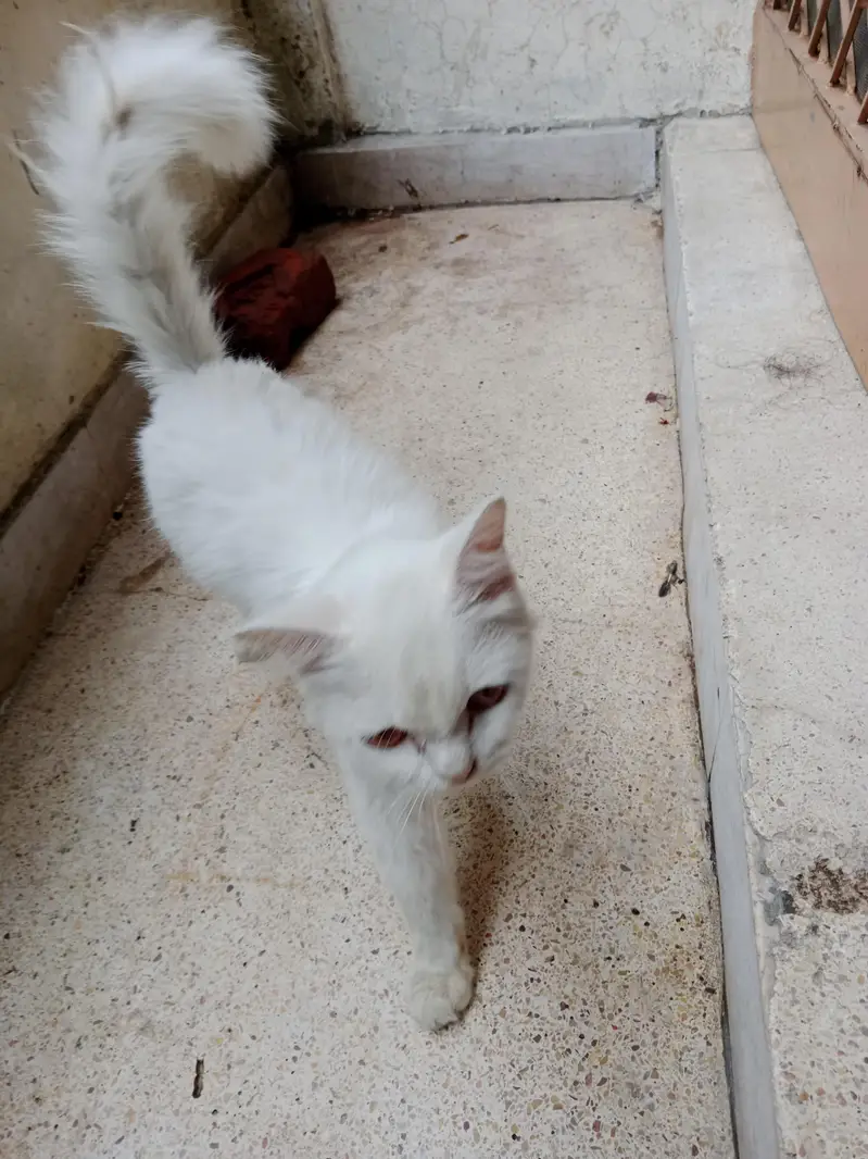 cat health full — photo 4