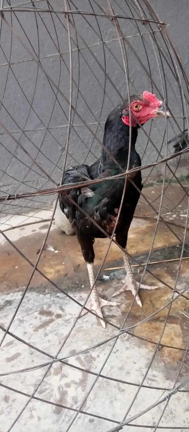 urgent sale 2 aseel 2male — photo 2