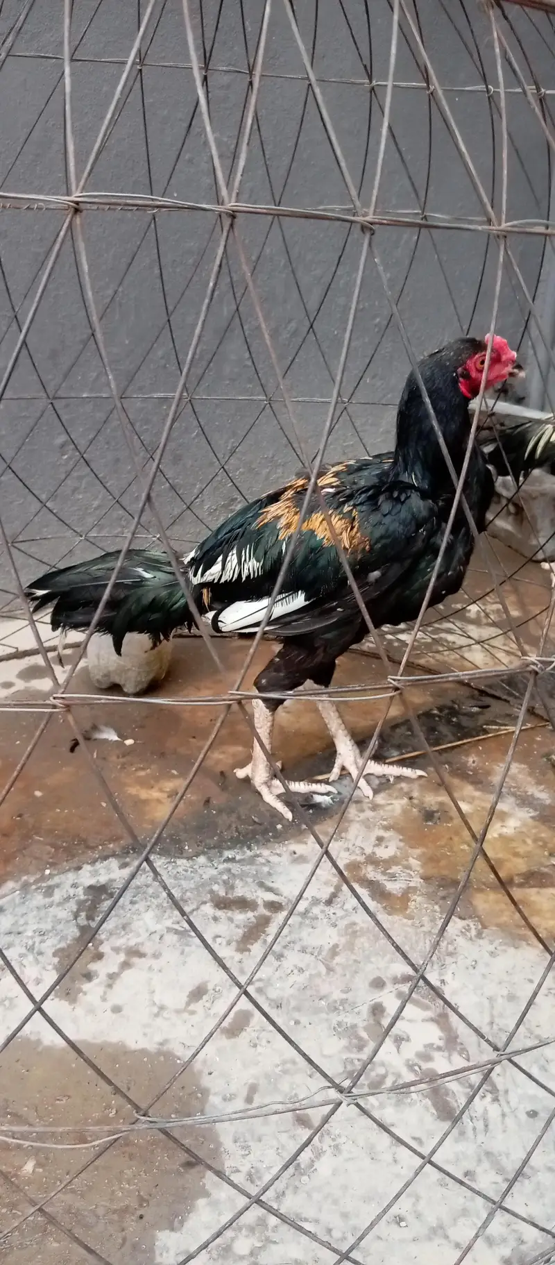 urgent sale 2 aseel 2male — photo 4