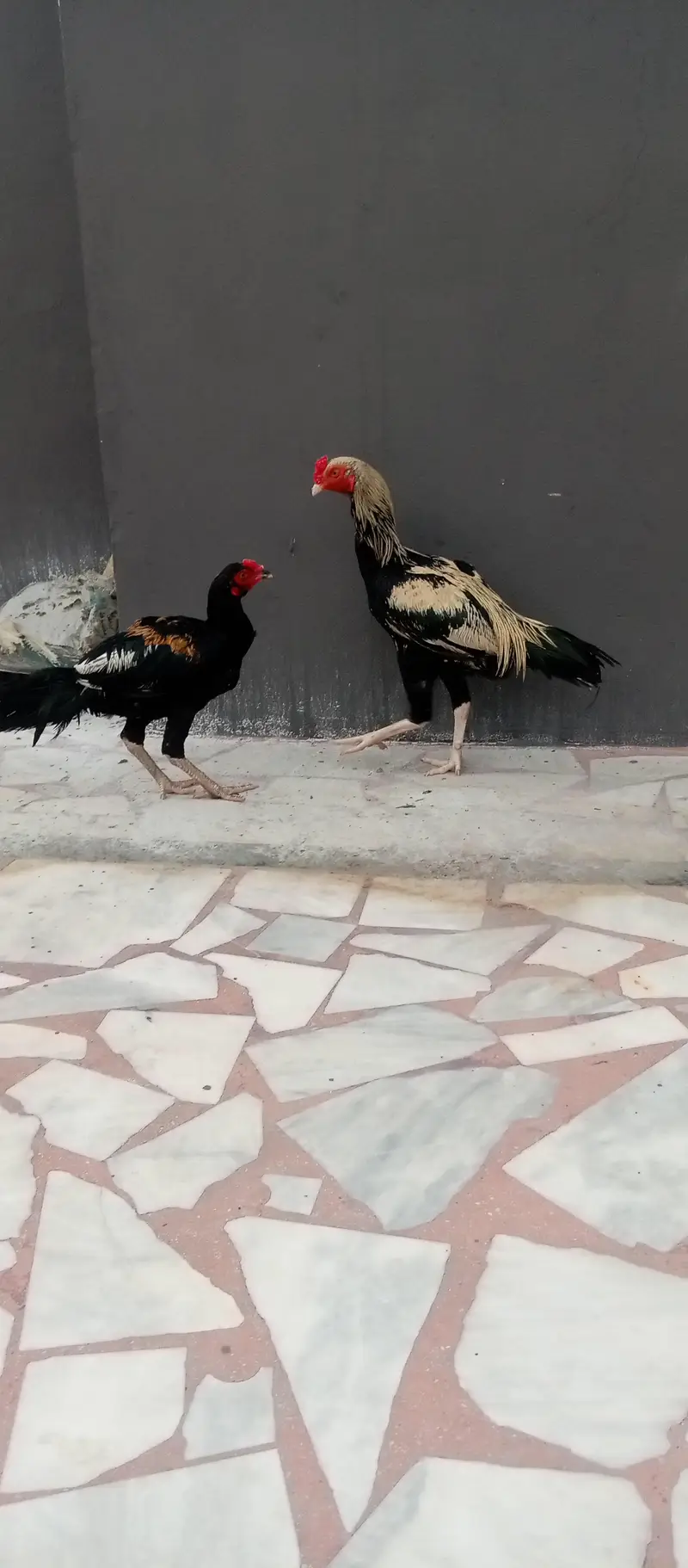 urgent sale 2 aseel 2male — photo 5