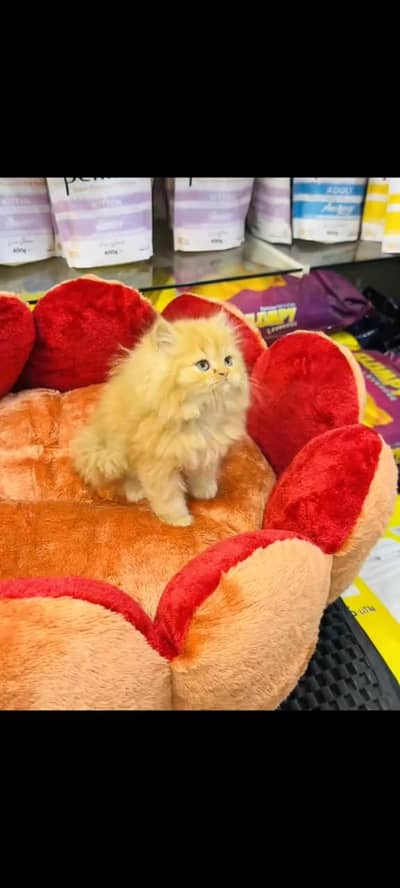 persian cat for sale