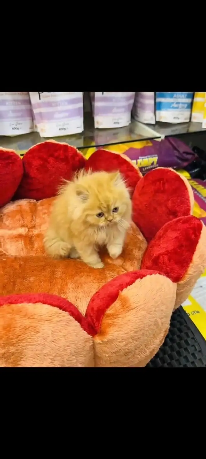 persian cat for sale — photo 2