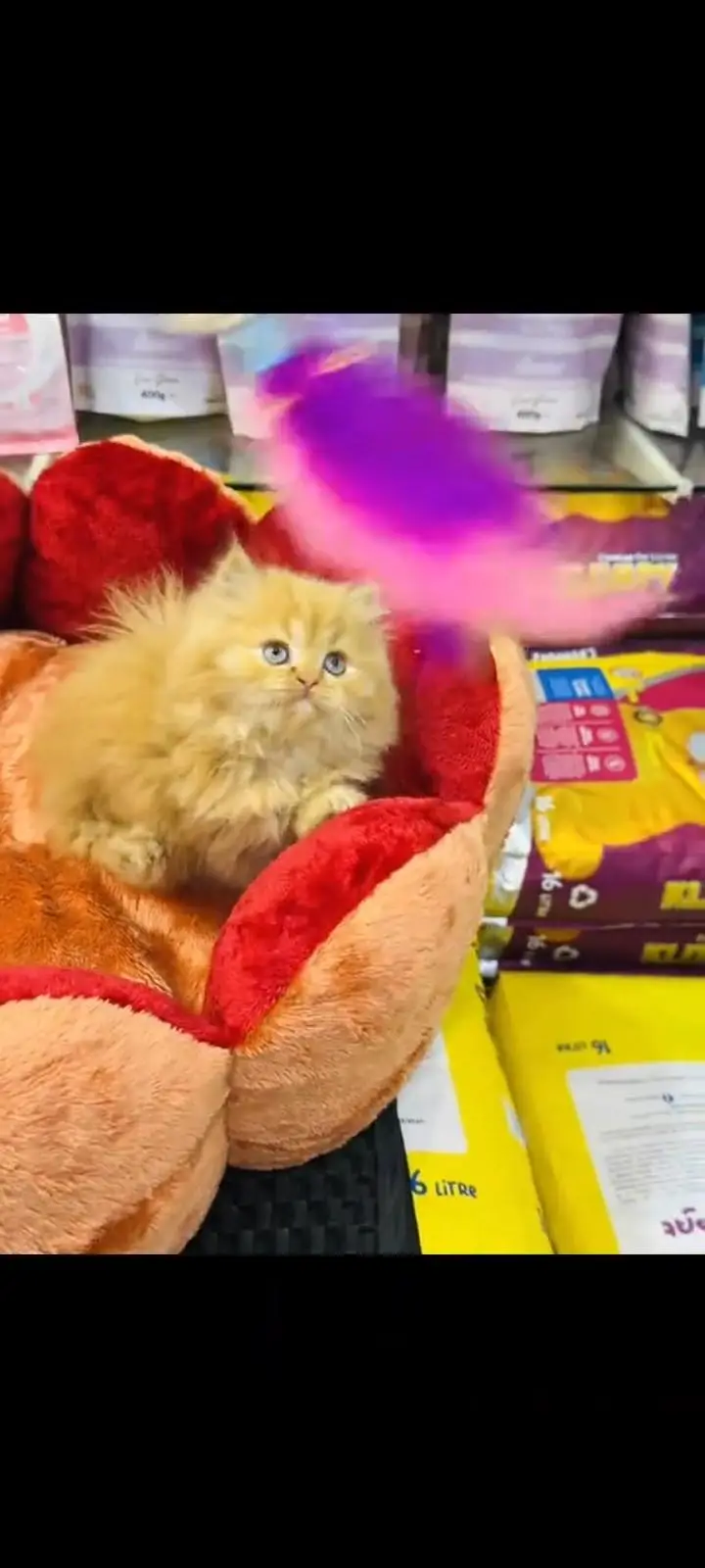 persian cat for sale — photo 3