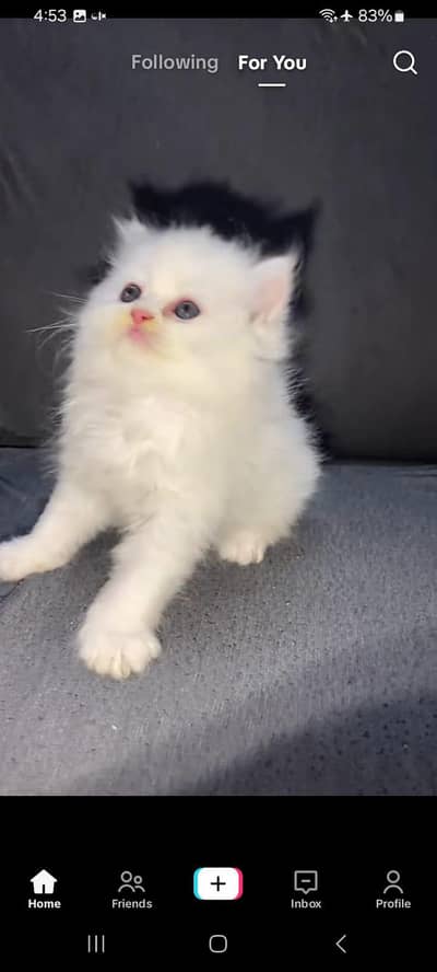 Persian kitten for sale my WhatsApp . 03317047936