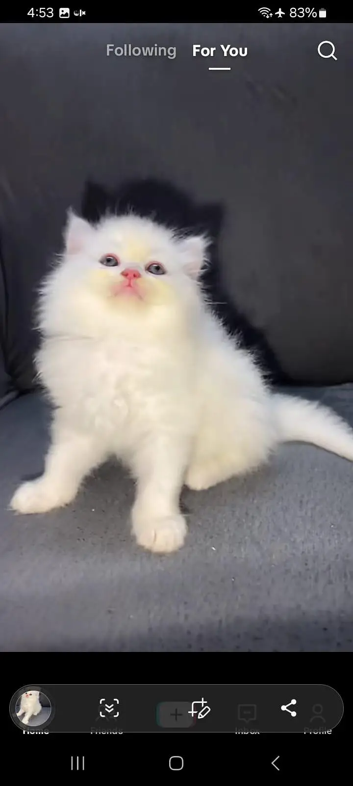 Persian kitten for sale my WhatsApp . 03317047936 — photo 2