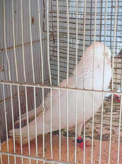 patti wala white aice male for sale.