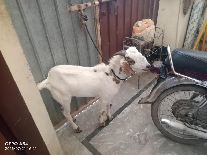 tapra male bakra 03205652896