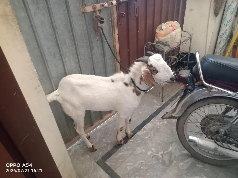 tapra male bakra 03205652896 — photo 2
