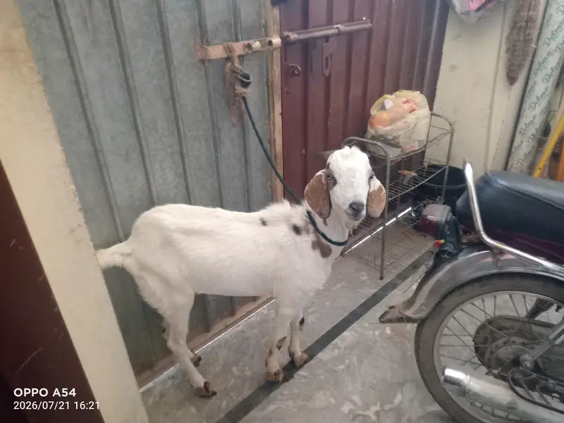 tapra male bakra 03205652896 — photo 3