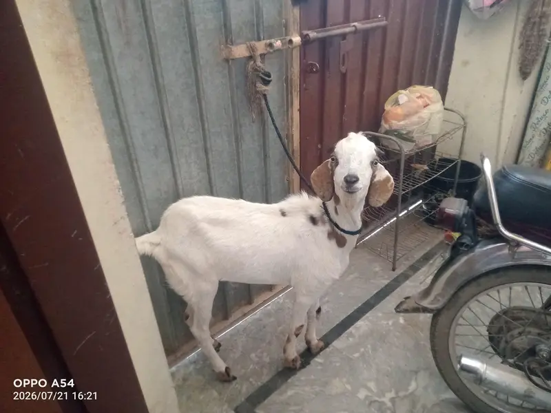 tapra male bakra 03205652896 — photo 4
