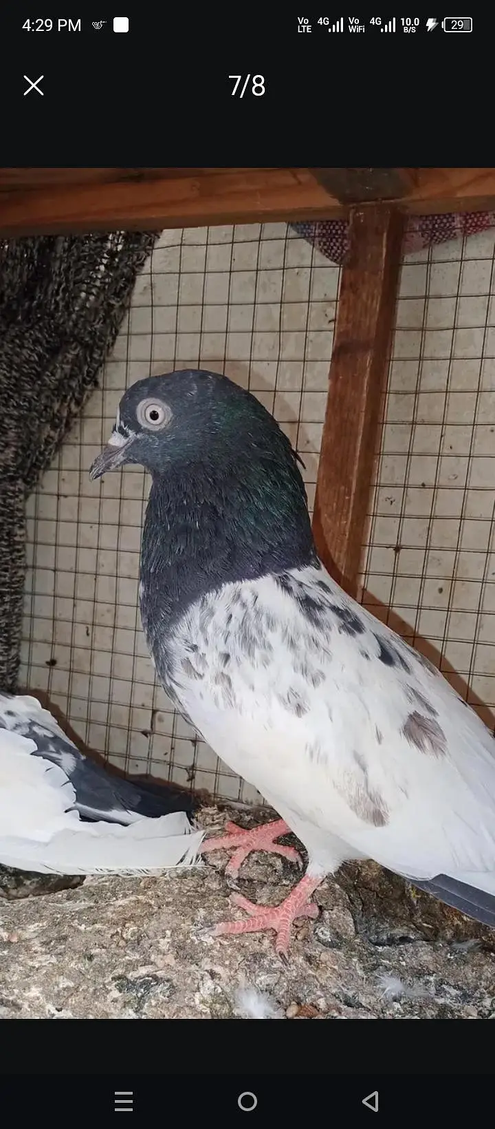 Kali NOK wale original teddy kabootar — photo 2