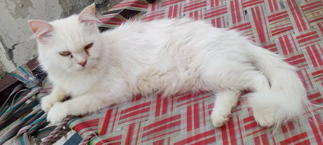 Persian vaccinated cat