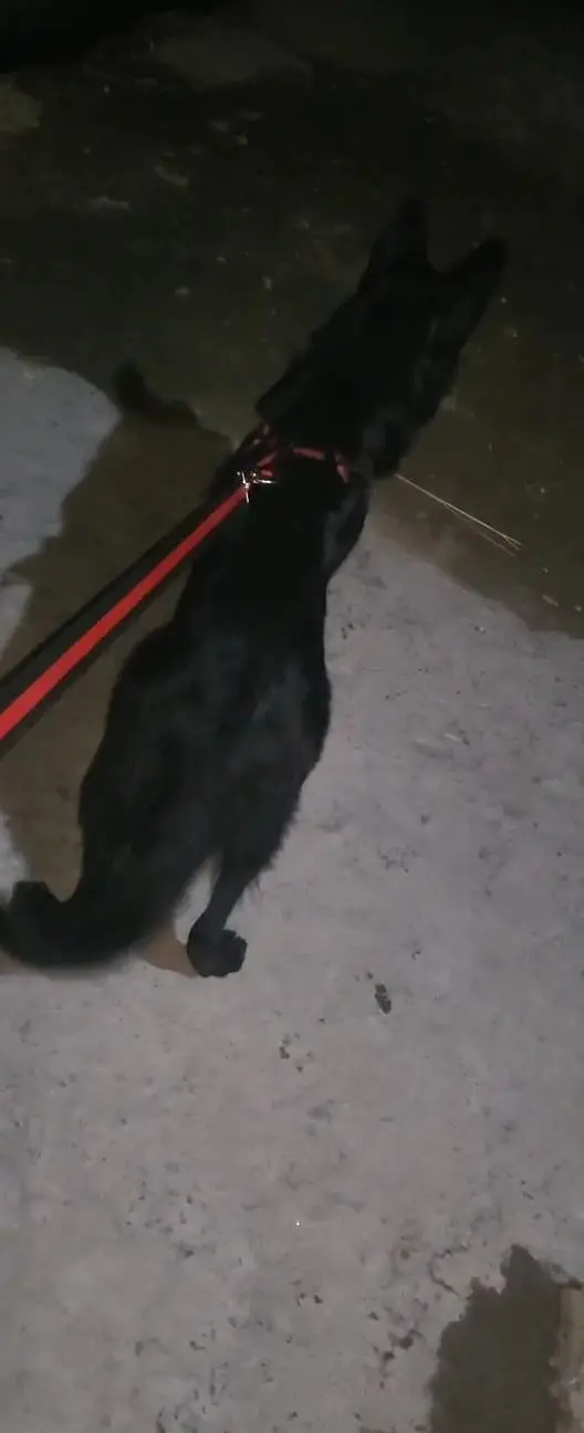 Garman shaft dog long cort full train Good health — photo 2