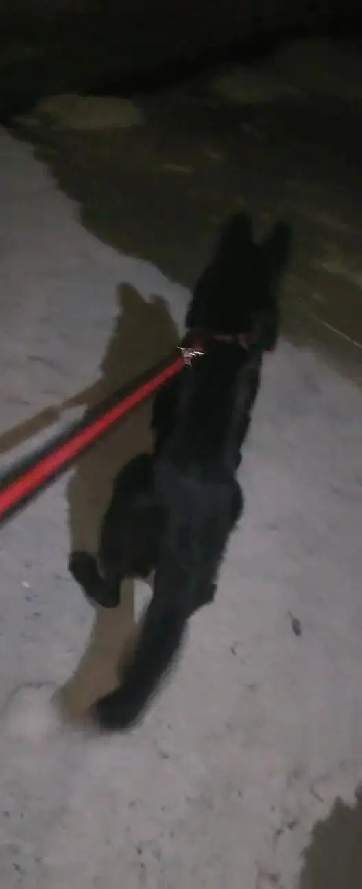 Garman shaft dog long cort full train Good health — photo 3
