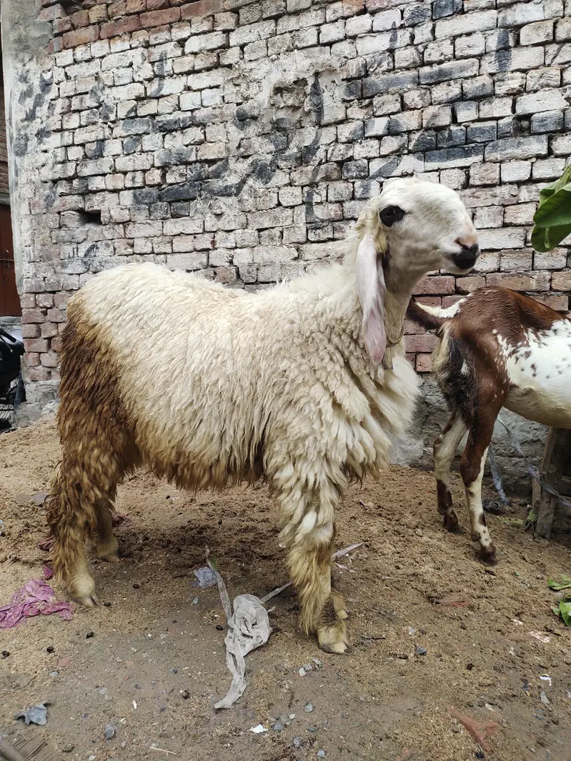 Dasi Chatri