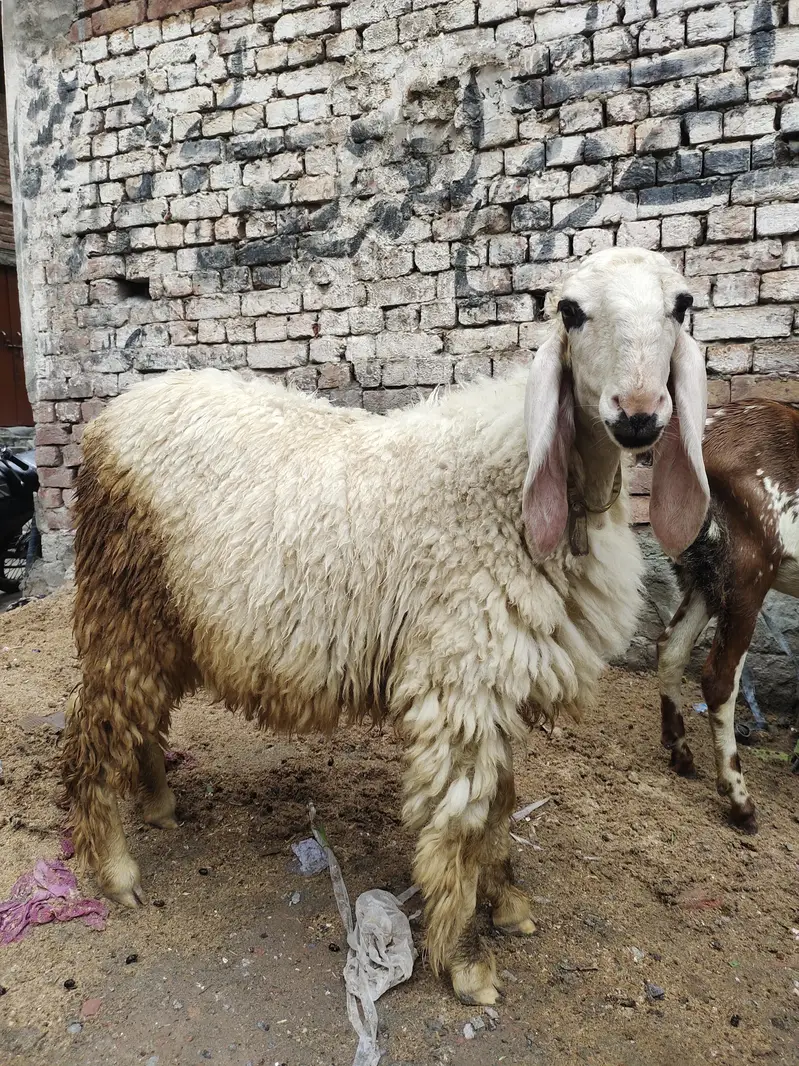 Dasi Chatri — photo 4