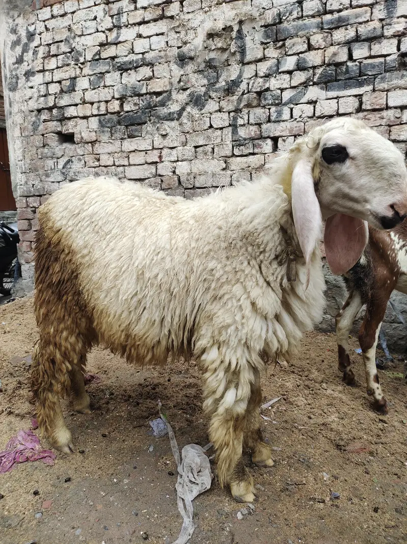 Dasi Chatri — photo 5