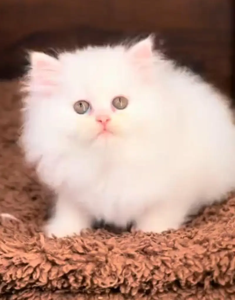 Persian cat  triple coat Punch face face WhatsApp number 03038917311 — photo 6