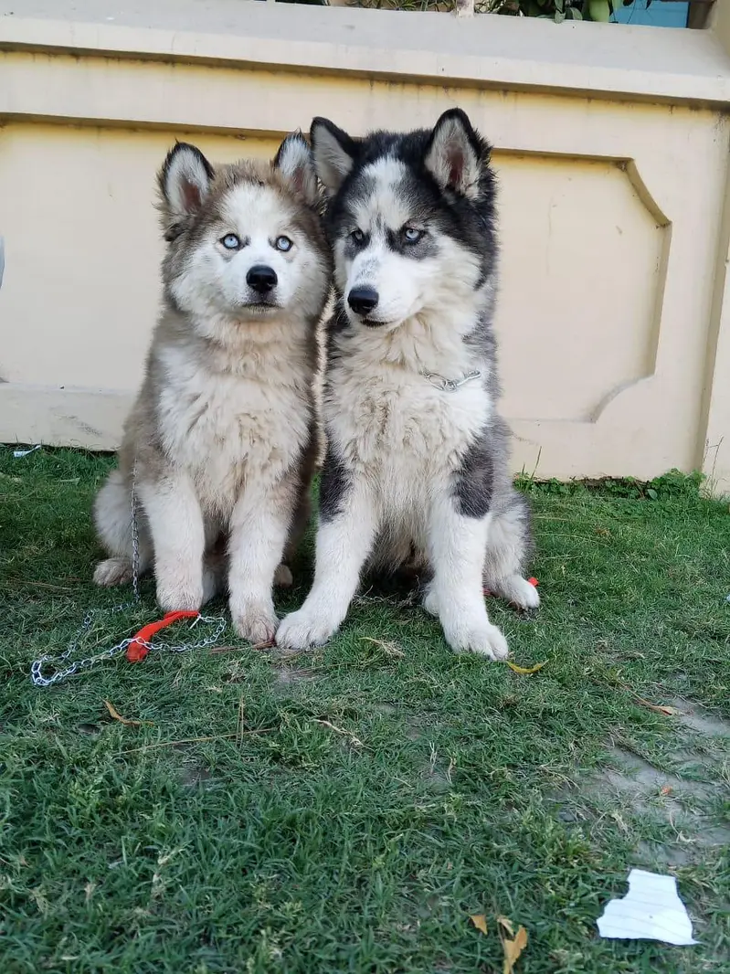 Siberian husky puppies 03276625418 WhatsApp number — photo 2