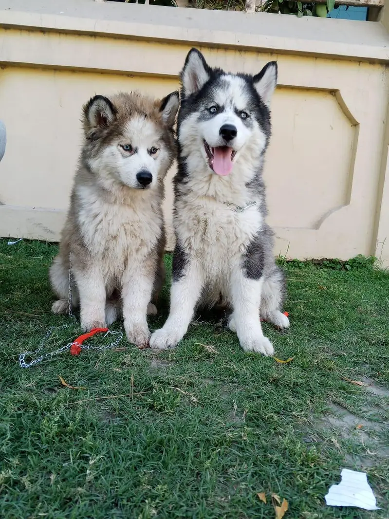 Siberian husky puppies 03276625418 WhatsApp number — photo 4